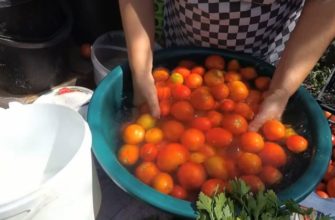Լոլիկի թթու դույլի մեջ