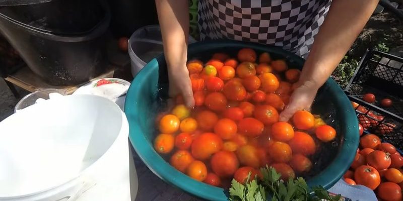 Լոլիկի թթու դույլի մեջ
