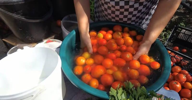 Լոլիկի թթու դույլի մեջ