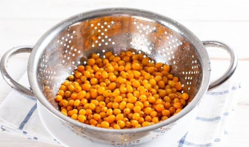 Չիչխանի մուսս