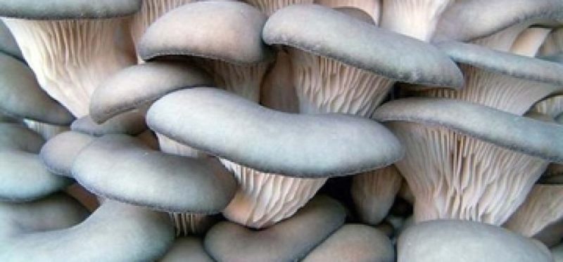 Սնկով աղցան